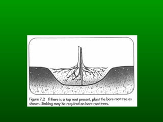 Isa Tree Planting Guide.pdf Isa tree planting ii | PPT