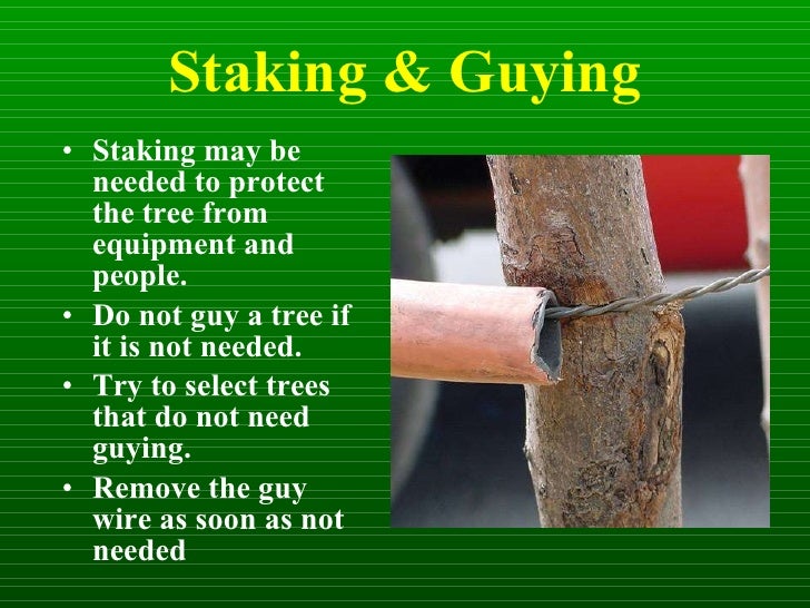 Isa tree planting second half