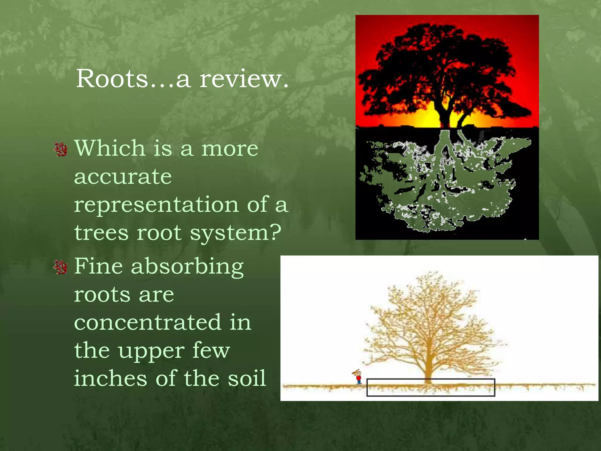 Roots…a review.Which is a more accurate representation of a trees root system?Fine absorbing roots are concentrated in the upper few inches of the soil