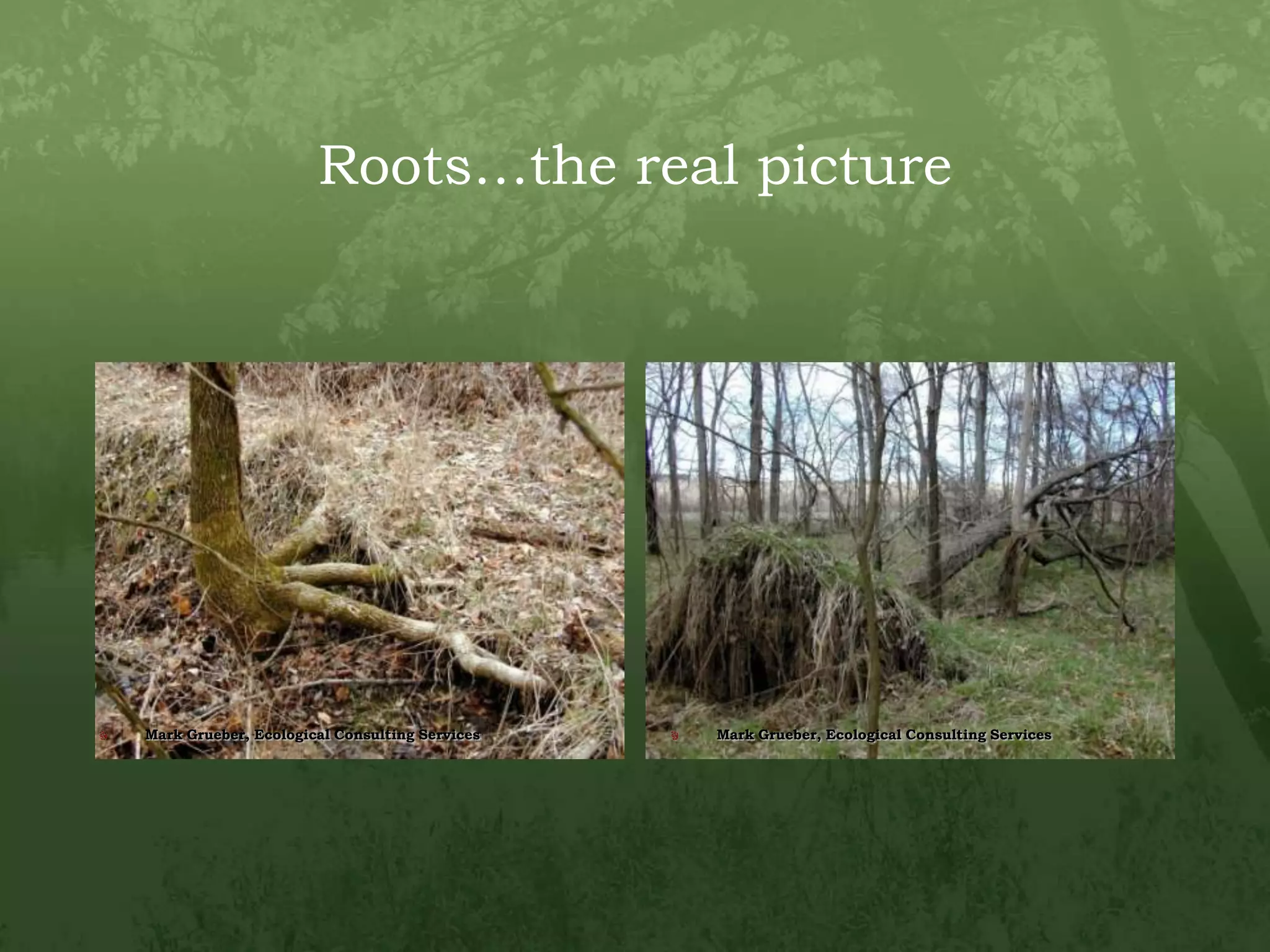 Roots…the real pictureMark Grueber, Ecological Consulting ServicesMark Grueber, Ecological Consulting ServicesMark Grueber, Ecological Consulting Services