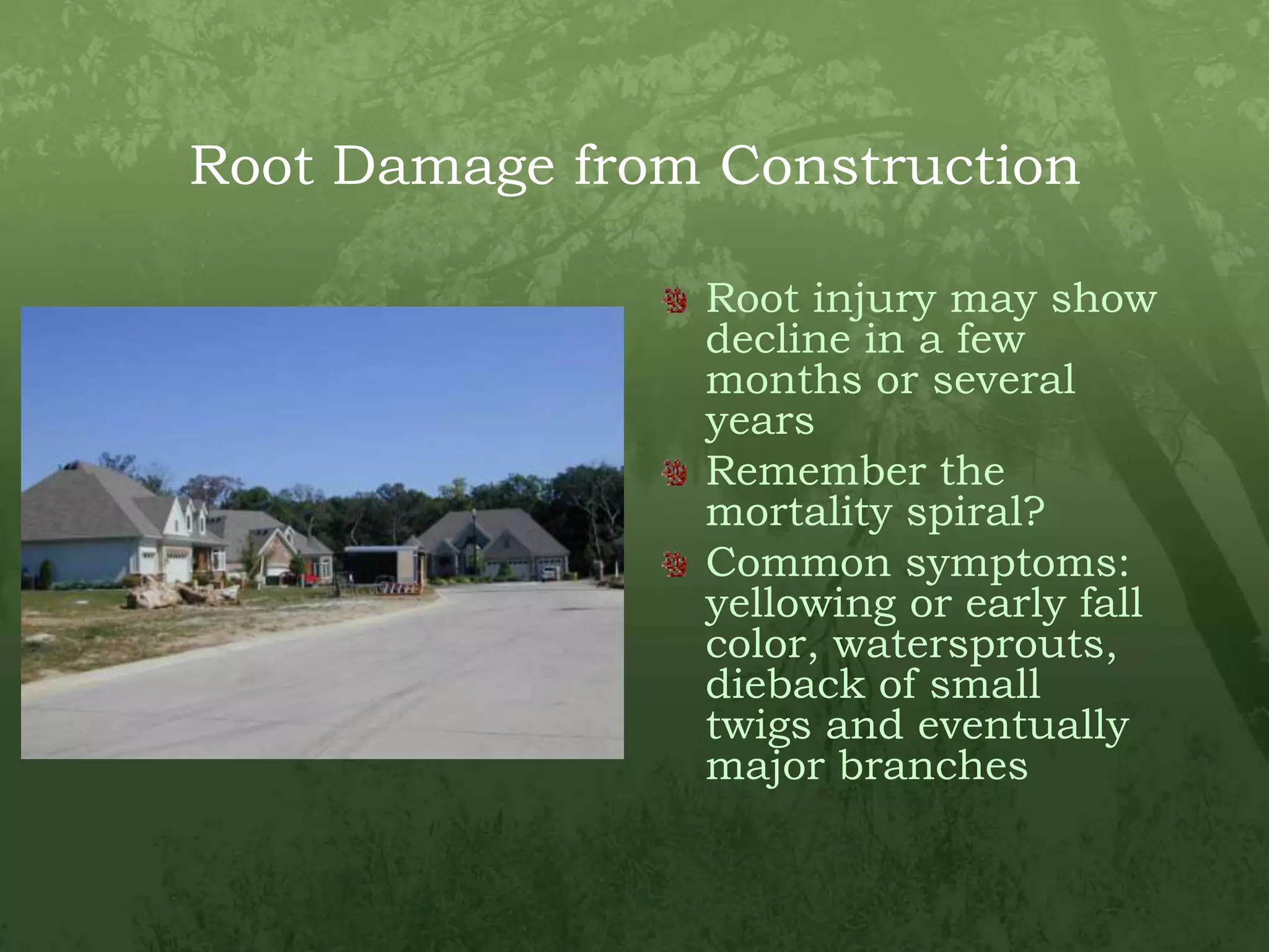 Root Damage from ConstructionRoot injury may show decline in a few months or several yearsRemember the mortality spiral?Common symptoms: yellowing or early fall color, watersprouts, dieback of small twigs and eventually major branches