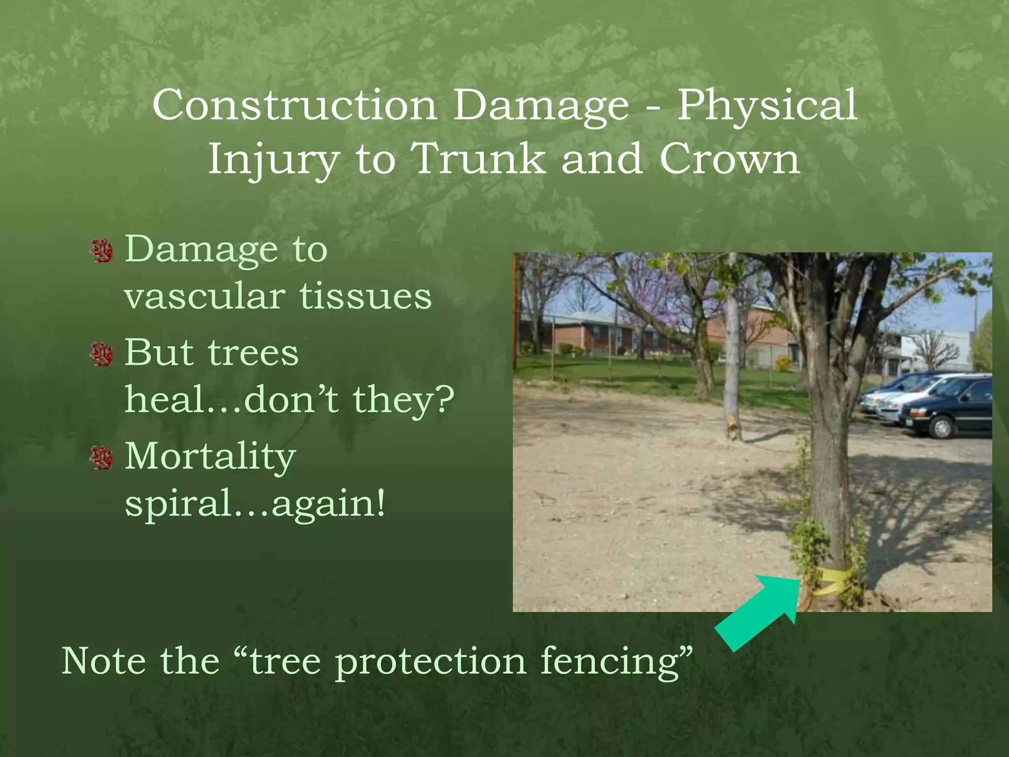 Construction Damage - Physical Injury to Trunk and CrownDamage to vascular tissuesBut trees heal…don’t they?Mortality spiral…again!Note the “tree protection fencing”