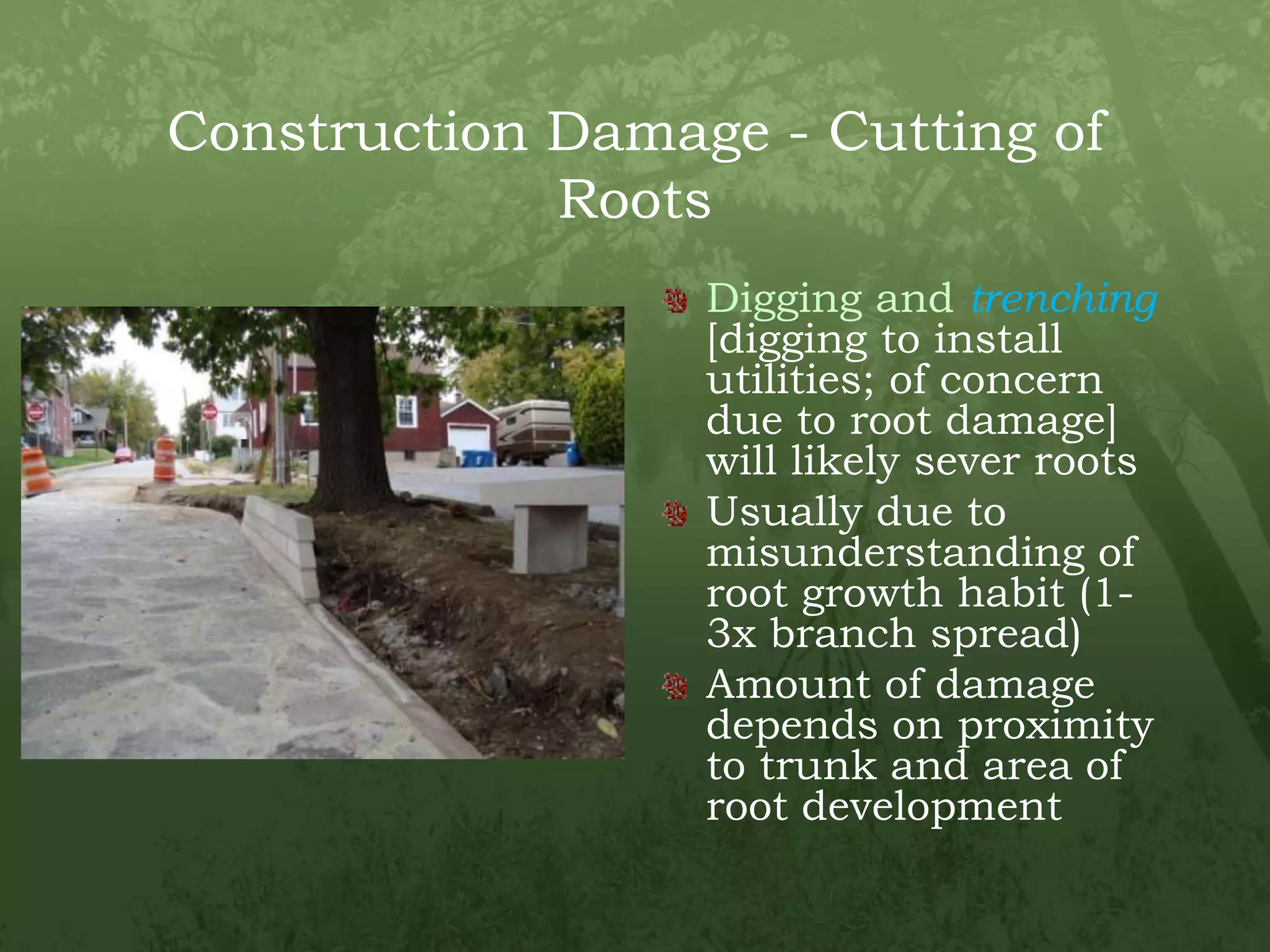 Construction Damage - Cutting of RootsDigging and trenching[digging to install utilities; of concern due to root damage] will likely sever rootsUsually due to misunderstanding of root growth habit (1-3x branch spread)Amount of damage depends on proximity to trunk and area of root development