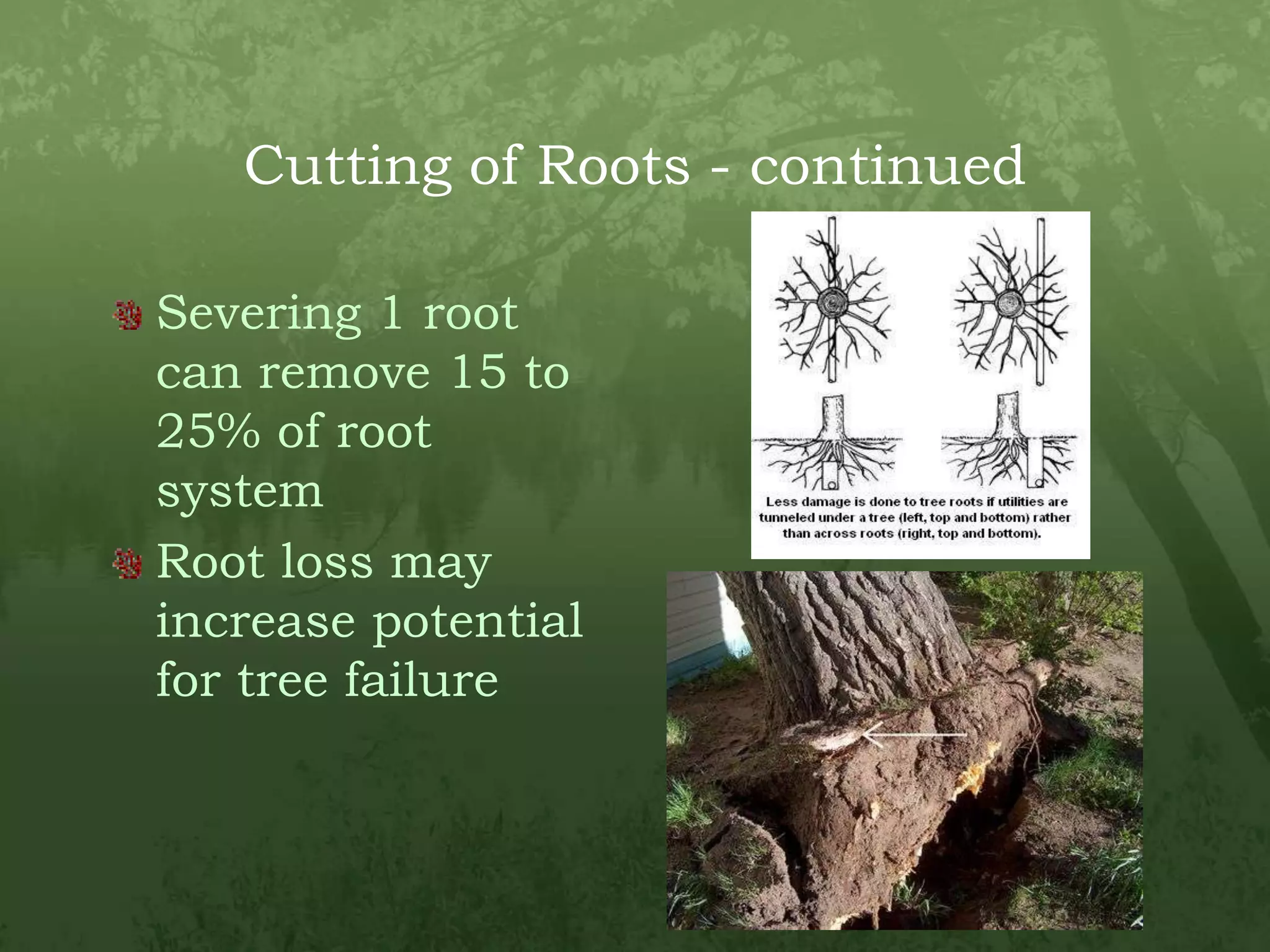 Cutting of Roots - continuedSevering 1 root can remove 15 to 25% of root systemRoot loss may increase potential for tree failure