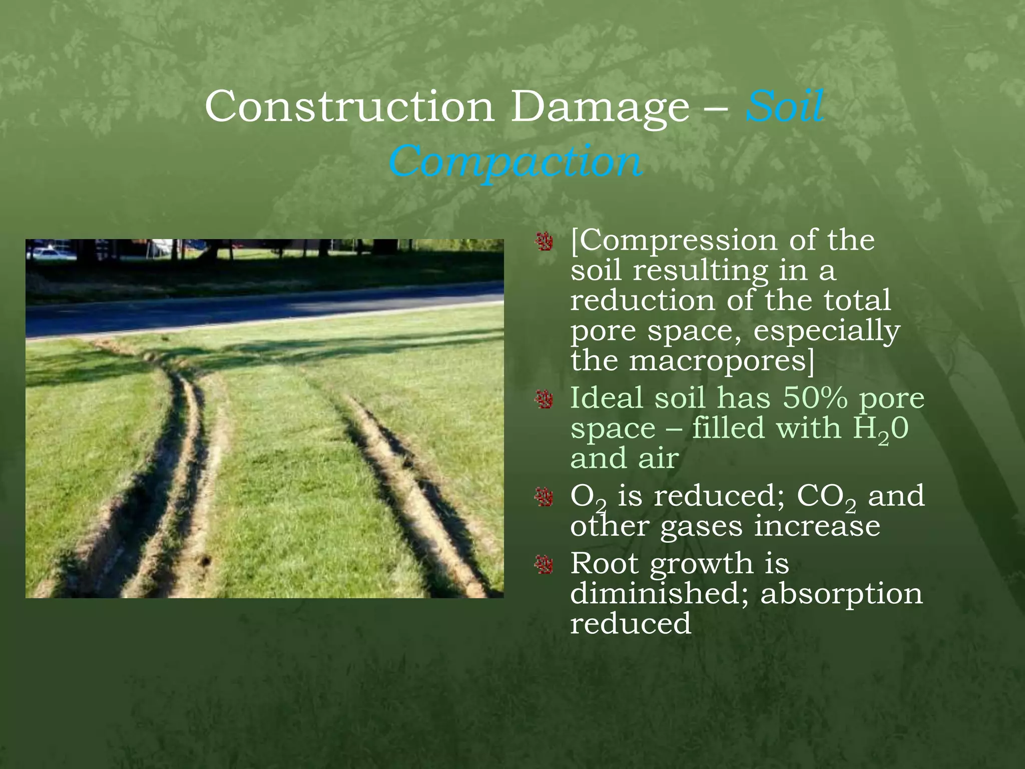 Construction Damage – Soil Compaction[Compression of the soil resulting in a reduction of the total pore space, especially the macropores]Ideal soil has 50% pore space – filled with H20 and airO2 is reduced; CO2 and other gases increaseRoot growth is diminished; absorption reduced