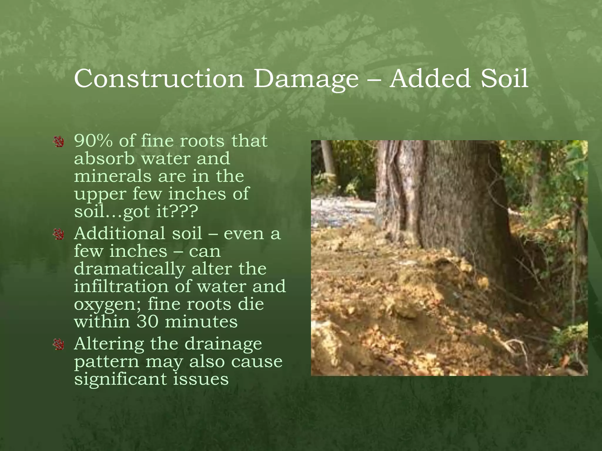 Construction Damage – Added Soil90% of fine roots that absorb water and minerals are in the upper few inches of soil…got it???Additional soil – even a few inches – can dramatically alter the infiltration of water and oxygen; fine roots die within 30 minutesAltering the drainage pattern may also cause significant issues