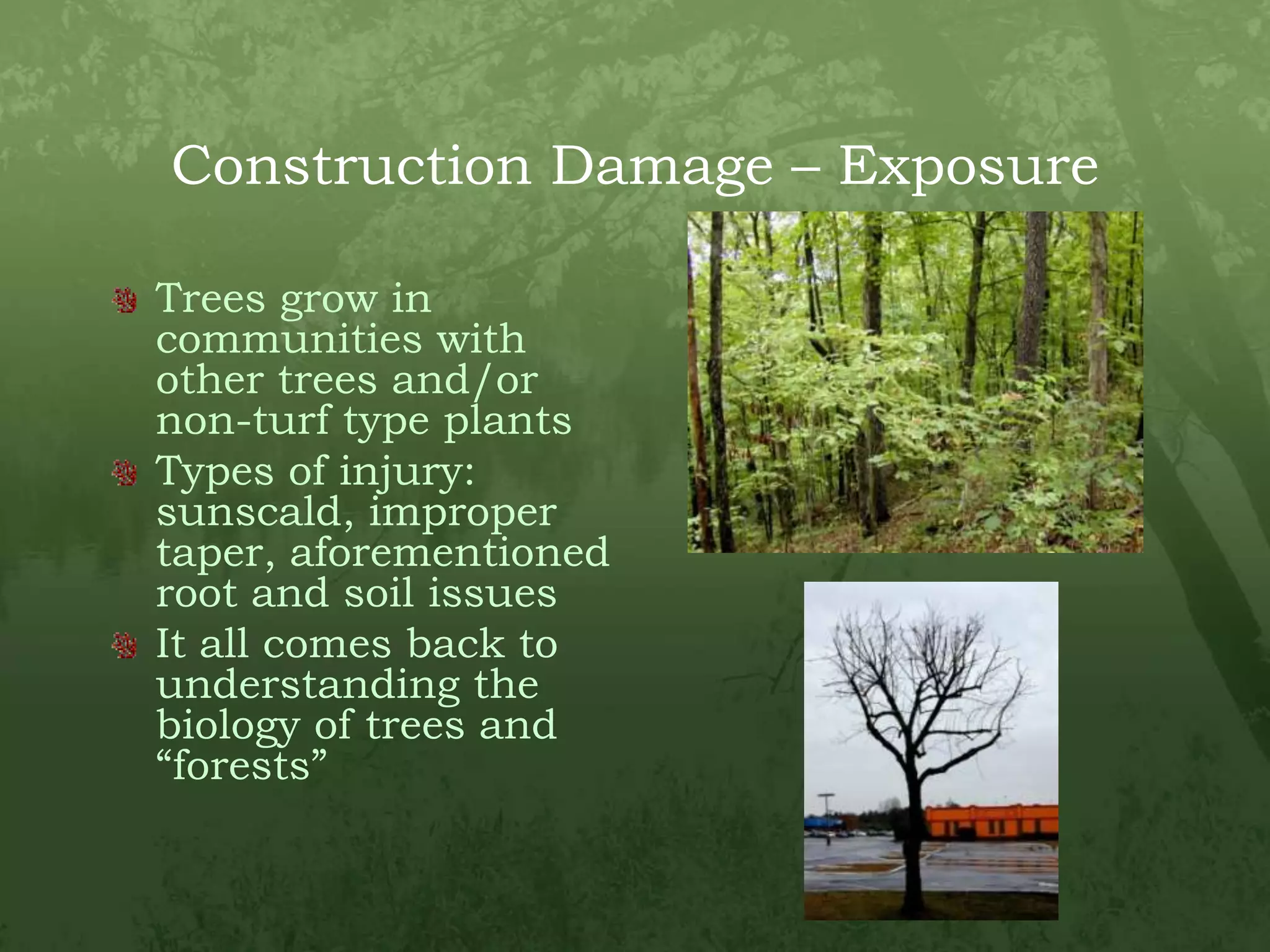 Construction Damage – Exposure Trees grow in communities with other trees and/or non-turf type plantsTypes of injury: sunscald, improper taper, aforementioned root and soil issuesIt all comes back to understanding the biology of trees and “forests”
