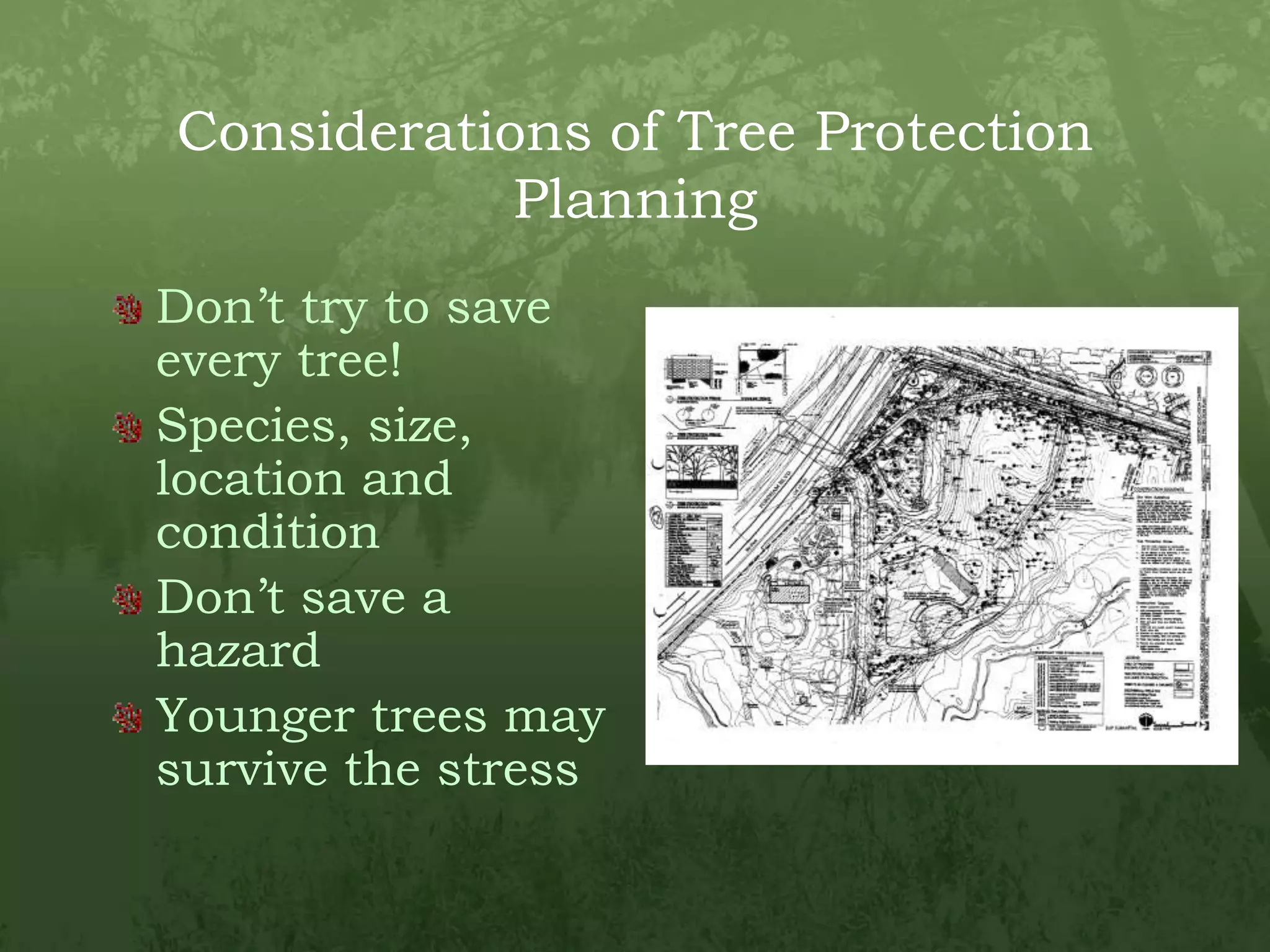 Considerations of Tree Protection PlanningDon’t try to save every tree!Species, size, location and conditionDon’t save a hazardYounger trees may survive the stress