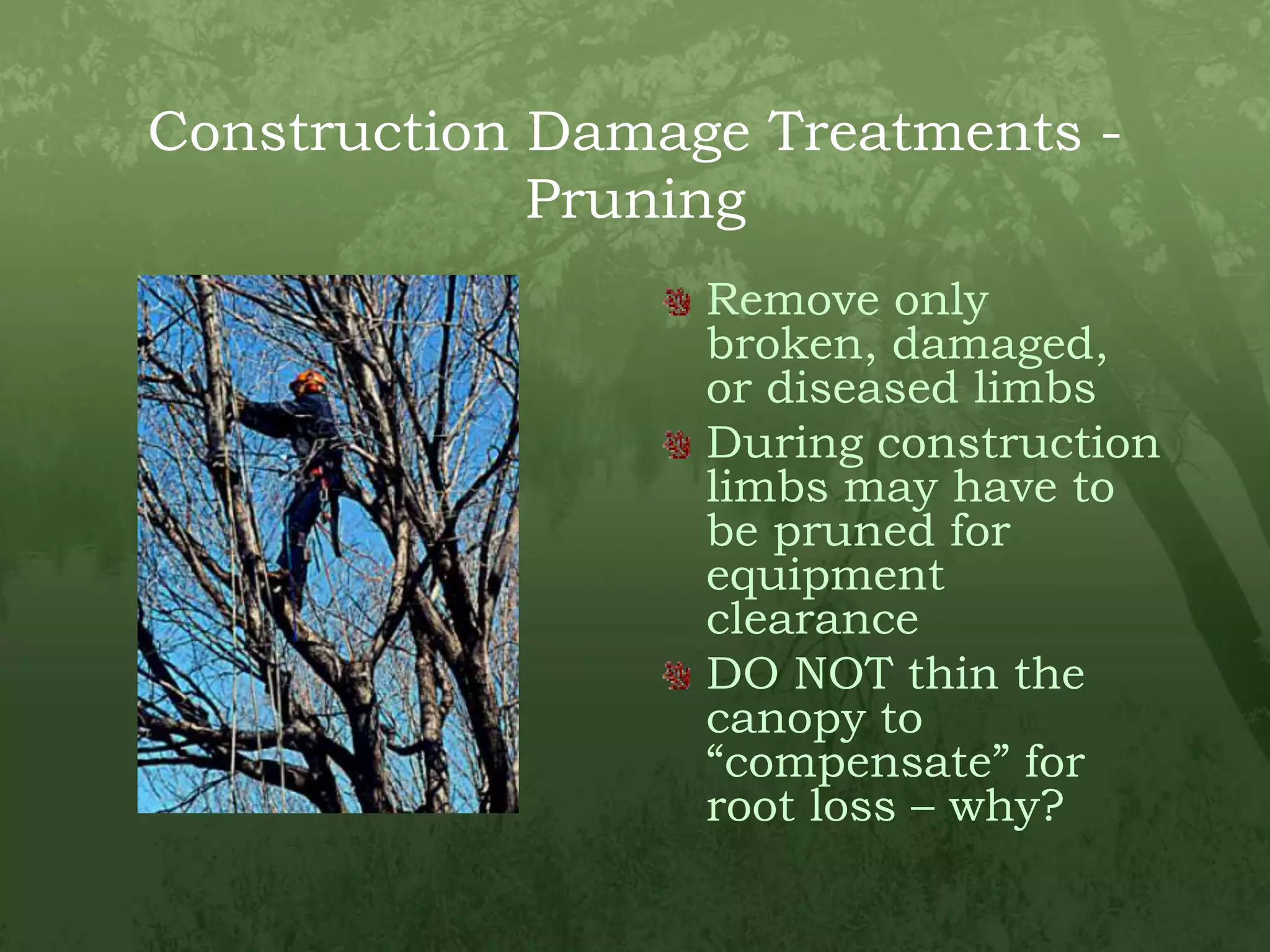 Construction Damage Treatments - PruningRemove only broken, damaged, or diseased limbsDuring construction limbs may have to be pruned for equipment clearanceDO NOT thin the canopy to “compensate” for root loss – why?