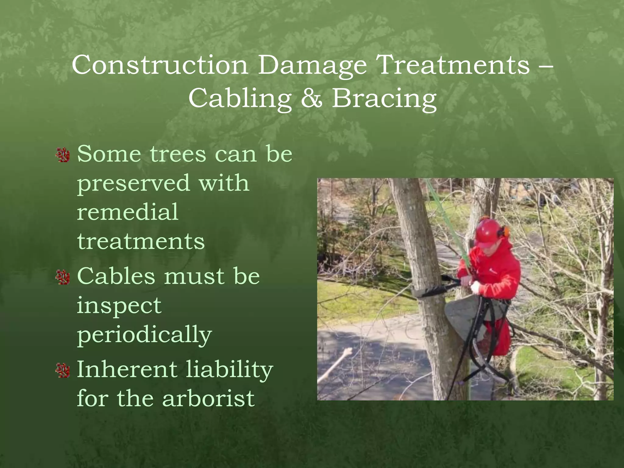 Construction Damage Treatments – Cabling & BracingSome trees can be preserved with remedial treatmentsCables must be inspect periodicallyInherent liability for the arborist