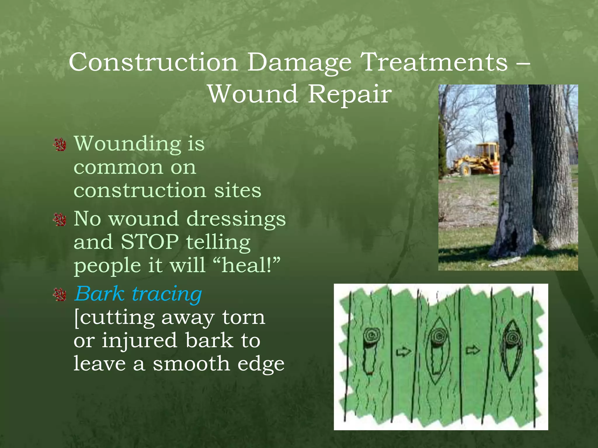 Construction Damage Treatments – Wound RepairWounding is common on construction sitesNo wound dressings and STOP telling people it will “heal!”Bark tracing[cutting away torn or injured bark to leave a smooth edge