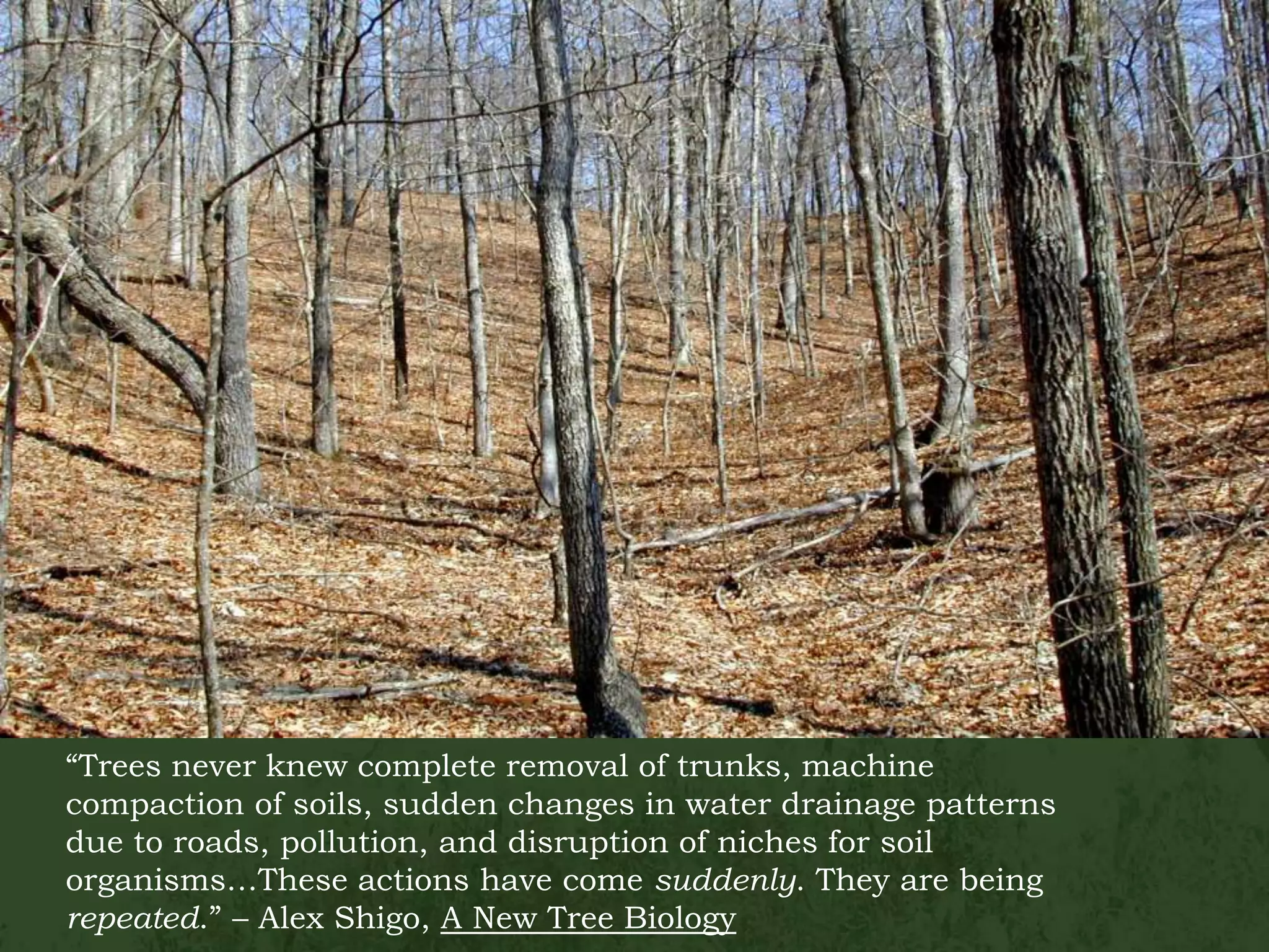 “Trees never knew complete removal of trunks, machine compaction of soils, sudden changes in water drainage patterns due to roads, pollution, and disruption of niches for soil organisms…These actions have come suddenly. They are being repeated.” – Alex Shigo, A New Tree Biology