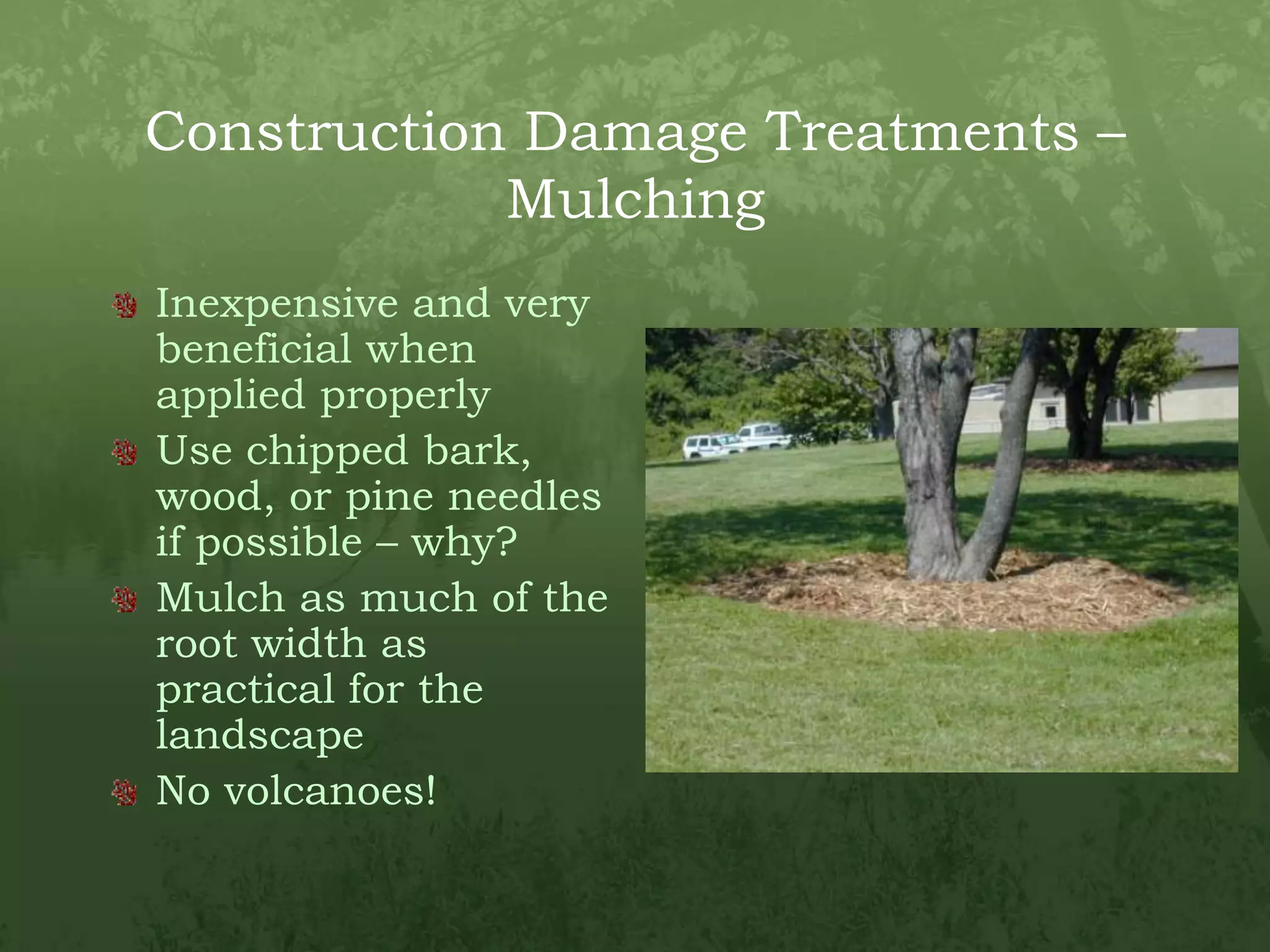 Construction Damage Treatments – Mulching Inexpensive and very beneficial when applied properlyUse chipped bark, wood, or pine needles if possible – why?Mulch as much of the root width as practical for the landscapeNo volcanoes!