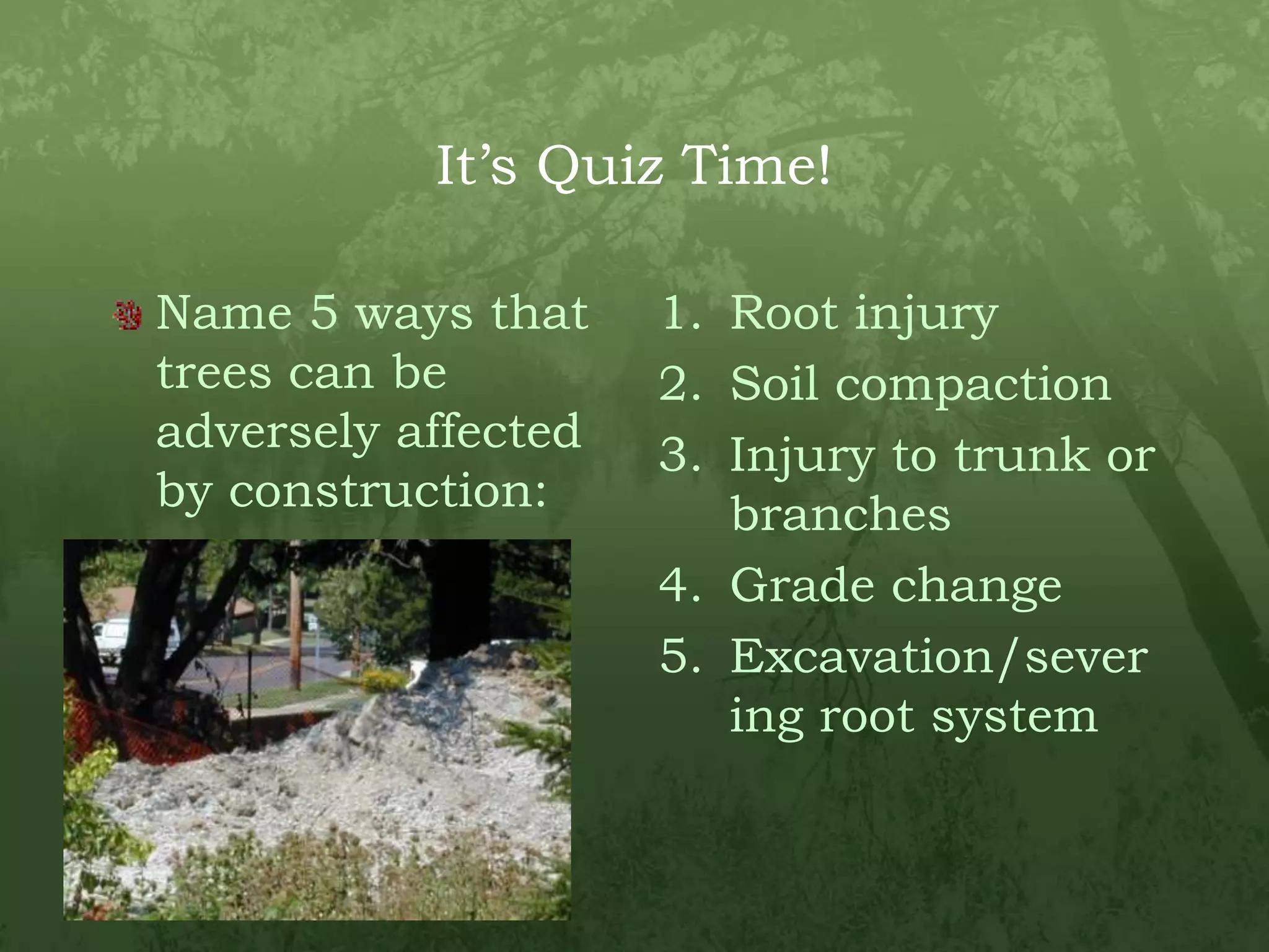 It’s Quiz Time!Name 5 ways that trees can be adversely affected by construction:Root injurySoil compactionInjury to trunk or branchesGrade changeExcavation/severing root system