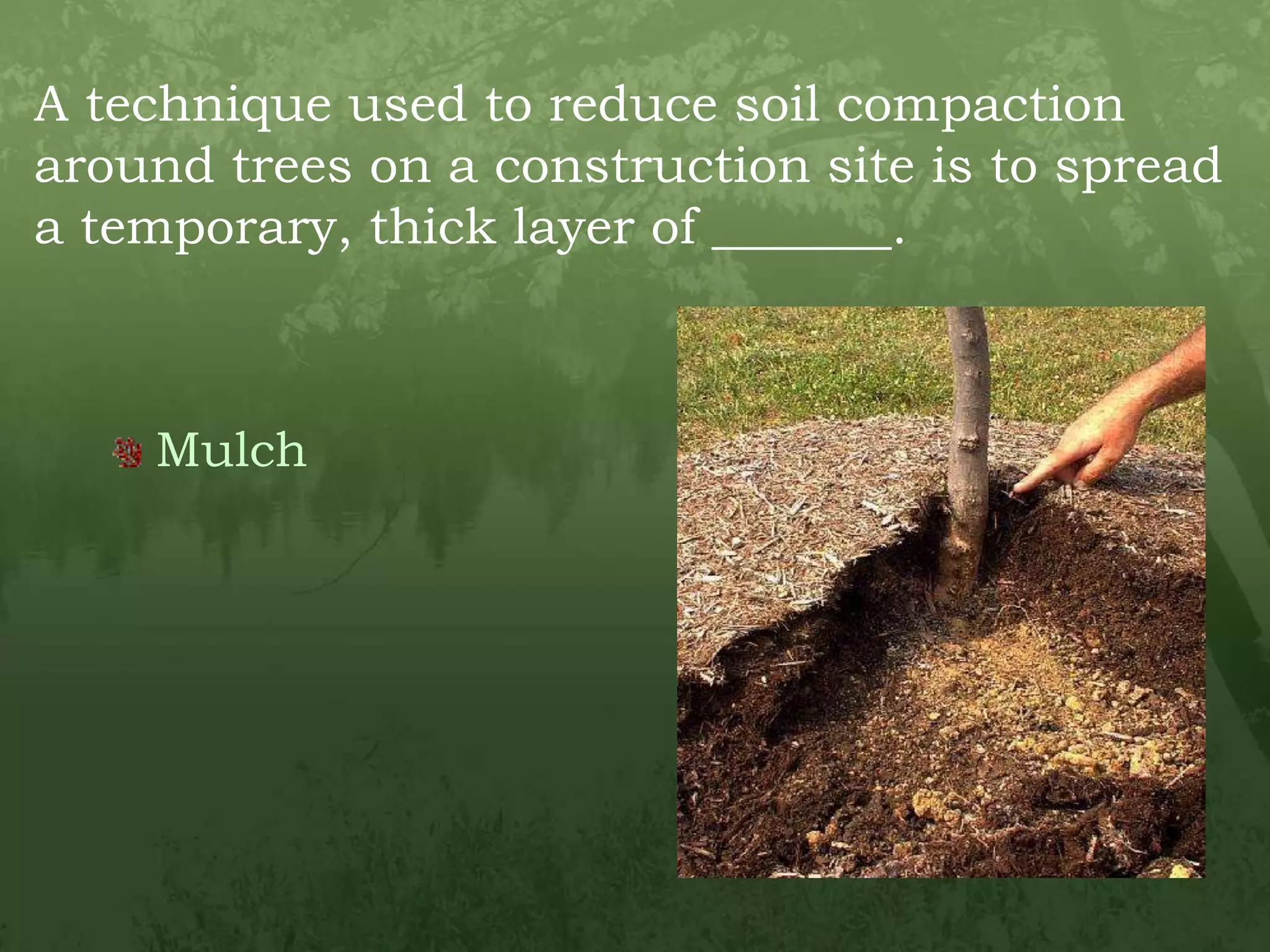 A technique used to reduce soil compaction around trees on a construction site is to spread a temporary, thick layer of _______.Mulch