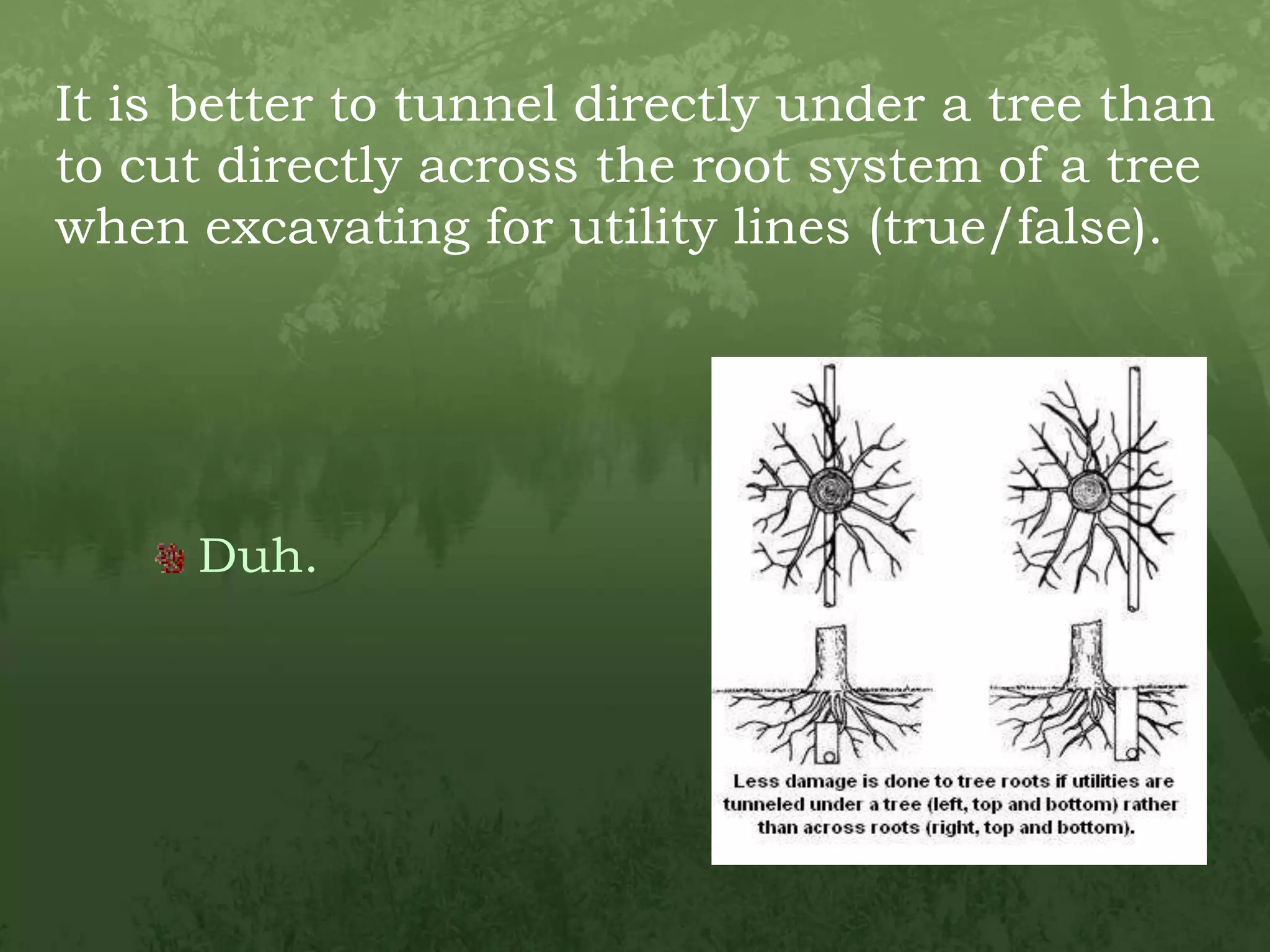 It is better to tunnel directly under a tree than to cut directly across the root system of a tree when excavating for utility lines (true/false).Duh.