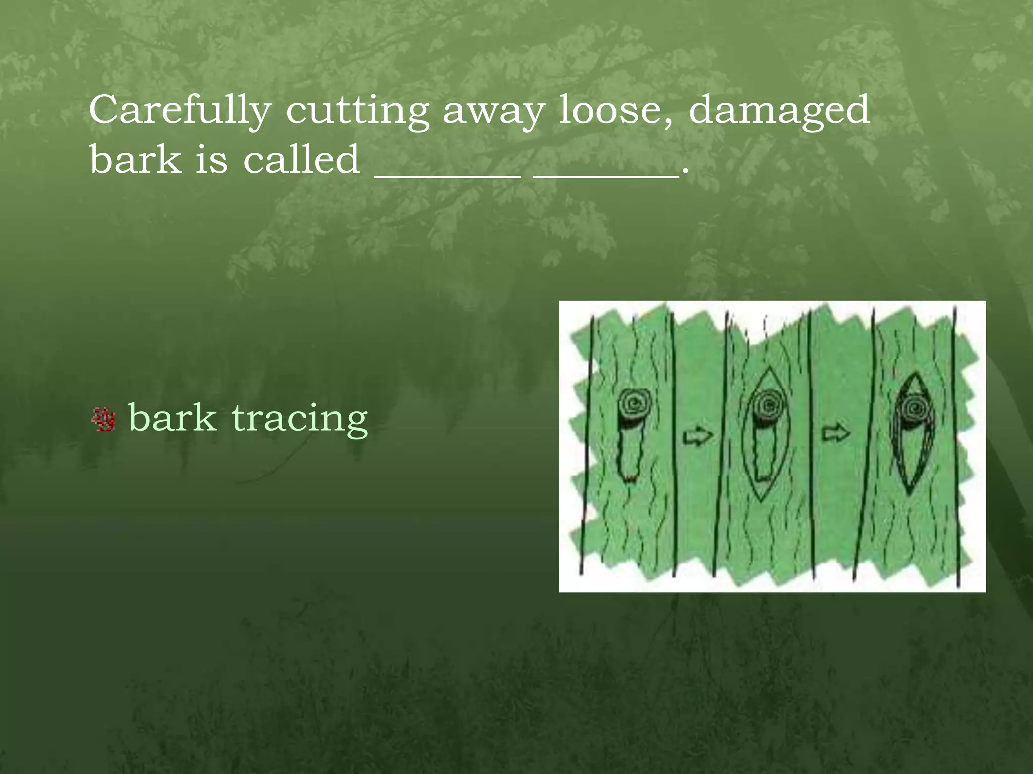 Carefully cutting away loose, damaged bark is called _______ _______.bark tracing