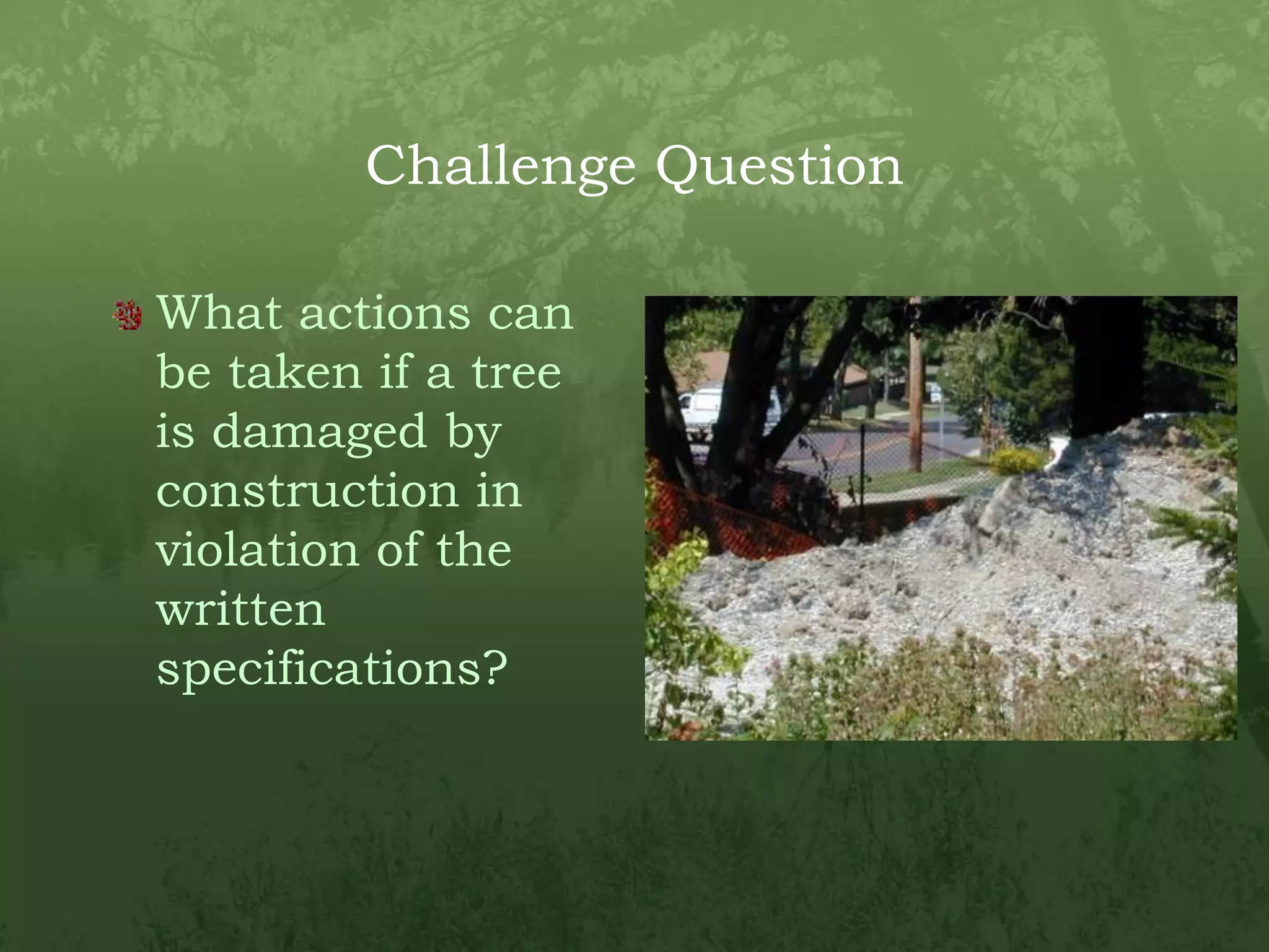 Challenge QuestionWhat actions can be taken if a tree is damaged by construction in violation of the written specifications?