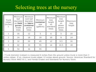 Selecting trees at the nursery 