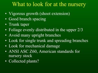 What to look for at the nursery Vigorous growth (shoot extension) Good branch spacing Trunk taper Foliage evenly distributed in the upper 2/3  Avoid many upright branches Look for single trunk and spreading branches Look for mechanical damage ANSI ASC Z60, American standards for nursery stock Collected plants? 
