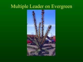 Multiple Leader on Evergreen 