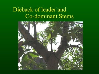 Dieback of leader and  Co-dominant Stems 