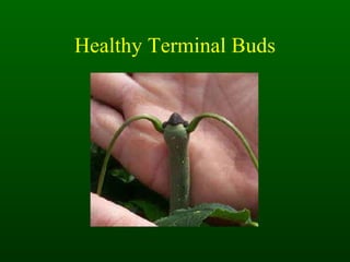 Healthy Terminal Buds 