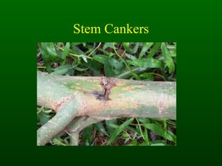 Stem Cankers 