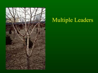 Multiple Leaders 