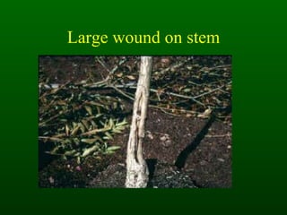 Large wound on stem 