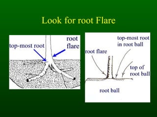 Look for root Flare 