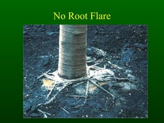 No Root Flare 