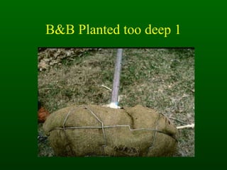 B&B Planted too deep 1 
