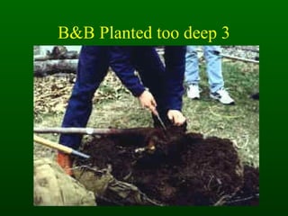 B&B Planted too deep 3 