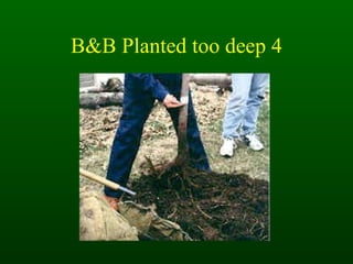 B&B Planted too deep 4 