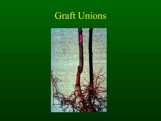 Graft Unions 