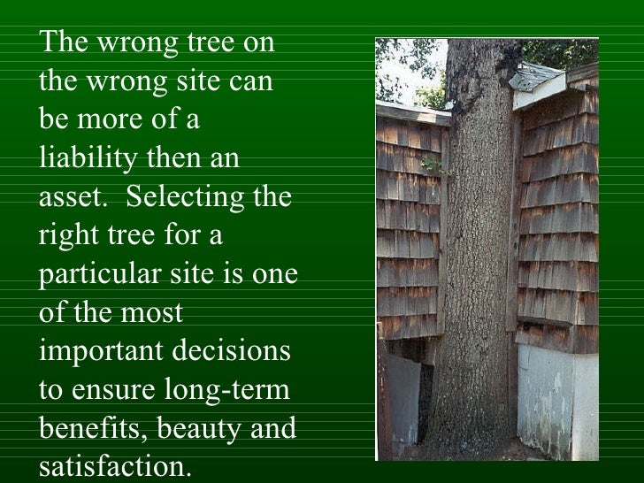 Isa tree selection 1