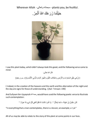 Wherever Allah -‫سبحانه‬‫وتعالى‬- plants you, be fruitful.
‫ا‬َ‫م‬ُ‫ث‬ْ‫ي‬َ‫ح‬ََ‫ك‬َ‫ع‬َ‫ر‬َ‫ز‬َُ‫للا‬َْ‫ر‬ِ‫م‬ْ‫ث‬َ‫أ‬.
I saw this plant today, which didn’talways look this good, and the following verse came to
mind:
‫قال‬‫للا‬‫تعالى‬:
﴿َ‫ن‬ِ‫إ‬‫ي‬ِ‫ف‬َِ‫ق‬ْ‫ل‬َ‫خ‬َِ‫ات‬ َ‫او‬َ‫م‬‫الس‬َ ِ‫ض‬ ْ‫ر‬َ ْ‫اْل‬ َ‫و‬َِ‫ف‬ َ‫َل‬ِ‫ت‬ْ‫اخ‬ َ‫و‬َِ‫ل‬ْ‫ي‬‫الل‬َِ‫ار‬َ‫ه‬‫الن‬ َ‫و‬َ‫ات‬َ‫ي‬ َ‫َل‬‫ي‬ِ‫ل‬‫و‬ُ ِ‫ْل‬﴾ِ‫ب‬‫ا‬َ‫ب‬ْ‫ل‬َ ْ‫اْل‬]‫آل‬‫عمران‬:190[
﴾ Indeed, in the creation of the heavens and the earth and the alternation of the night and
the day are signs for those of understanding. ﴿ [Aal -‘Imraan: 190]
And Sufyaan Ibn-Uyyaynah ‫رحمه‬‫للا‬ would have used the following poetic verseto illustrate
such contemplation:
ََ‫ان‬َ‫ك‬َُ‫ان‬َ‫ي‬ْ‫ف‬ُ‫س‬َُ‫ن‬ْ‫ب‬ََ‫ة‬َ‫ن‬ْ‫ي‬َ‫ي‬ُ‫ع‬،‫ا‬ً‫م‬ِ‫ئ‬‫ا‬َ‫د‬َُ‫ل‬‫ث‬َ‫م‬َ‫ت‬َ‫ي‬":َِ‫ذ‬ِ‫إ‬َُ‫ء‬ ْ‫ر‬َ‫م‬ْ‫ال‬َْ‫َت‬‫ن‬‫ا‬َ‫ك‬َُ‫ه‬َ‫ل‬َ‫ة‬َ‫ر‬ْ‫ك‬ِ‫ف‬‫ي‬ِ‫ف‬َ‫ف‬َِ‫ل‬ُ‫ك‬َ‫ء‬ْ‫َي‬‫ش‬َُ‫ه‬َ‫ل‬َ‫ة‬َ‫ر‬ْ‫ب‬ِ‫ع‬."
“In everything that a man contemplates, there is a lesson; an example; a ‫ة‬َ‫ر‬ْ‫ب‬ِ‫”ع‬
All of us may be able to relate to the story of this plant at some points in our lives.
 