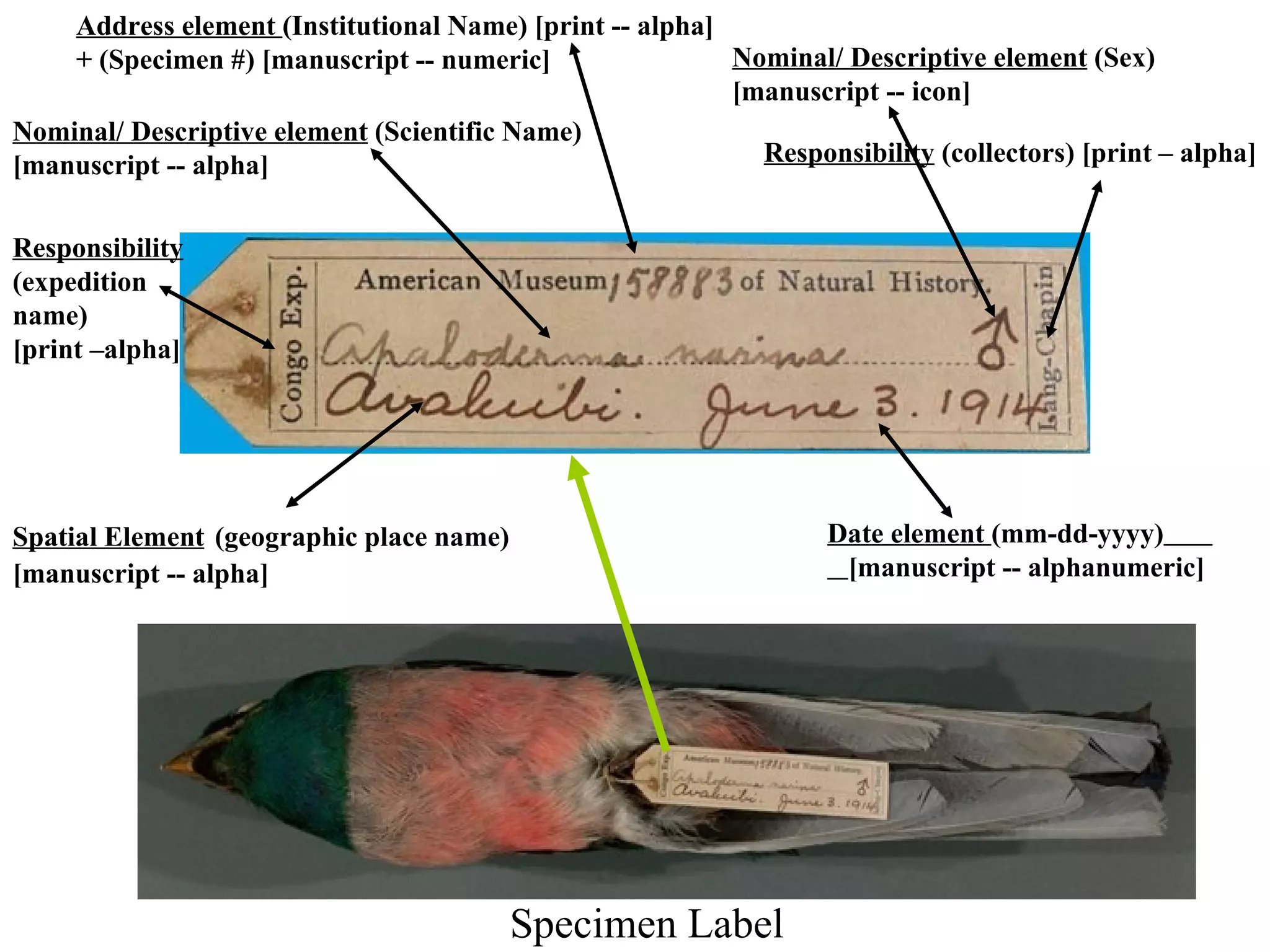 Address element (Institutional Name) [print -- alpha]
    + (Specimen #) [manuscript -- numeric]                Nominal/ Descriptive element (Sex)
                                                          [manuscript -- icon]
Nominal/ Descriptive element (Scientific Name)
[manuscript -- alpha]                                       Responsibility (collectors) [print – alpha]


Responsibility
(expedition
name)
[print –alpha]




Spatial Element (geographic place name)                            Date element (mm-dd-yyyy)
[manuscript -- alpha]                                               [manuscript -- alphanumeric]




                                          Specimen Label
 