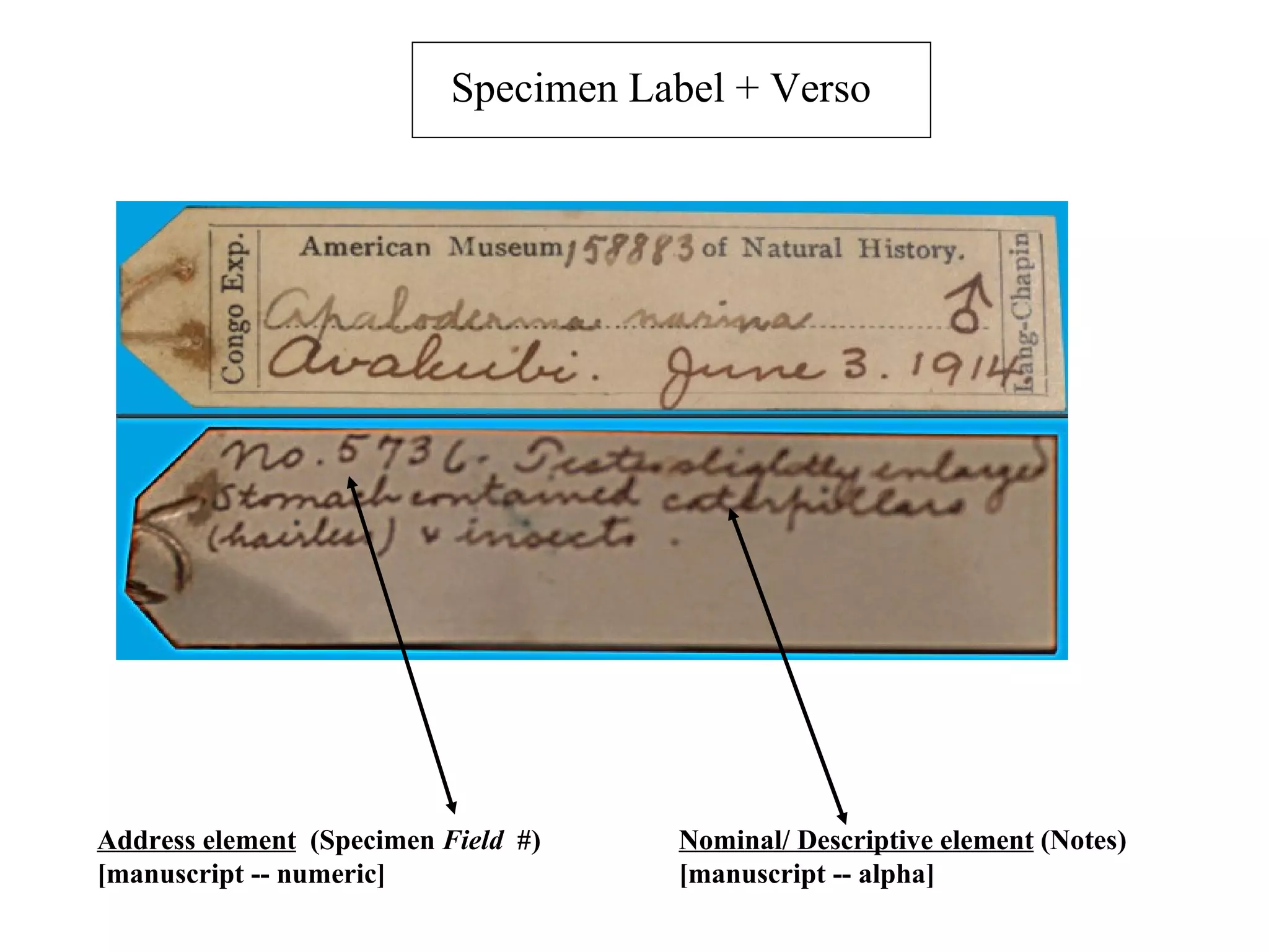 Specimen Label + Verso




Address element (Specimen Field #)    Nominal/ Descriptive element (Notes)
[manuscript -- numeric]               [manuscript -- alpha]
 