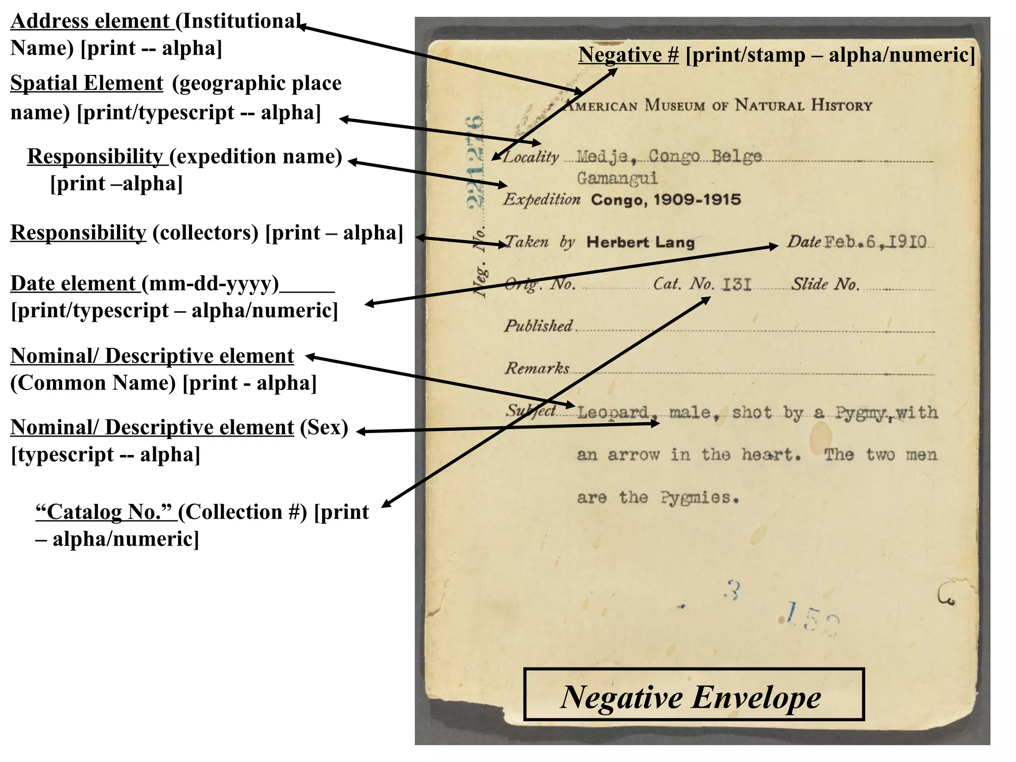 Address element (Institutional
Name) [print -- alpha]                         Negative # [print/stamp – alpha/numeric]
Spatial Element (geographic place
name) [print/typescript -- alpha]
 Responsibility (expedition name)
   [print –alpha]

Responsibility (collectors) [print – alpha]

Date element (mm-dd-yyyy)
[print/typescript – alpha/numeric]

Nominal/ Descriptive element
(Common Name) [print - alpha]
Nominal/ Descriptive element (Sex)
[typescript -- alpha]

  “Catalog No.” (Collection #) [print
  – alpha/numeric]




                                              Negative Envelope
 