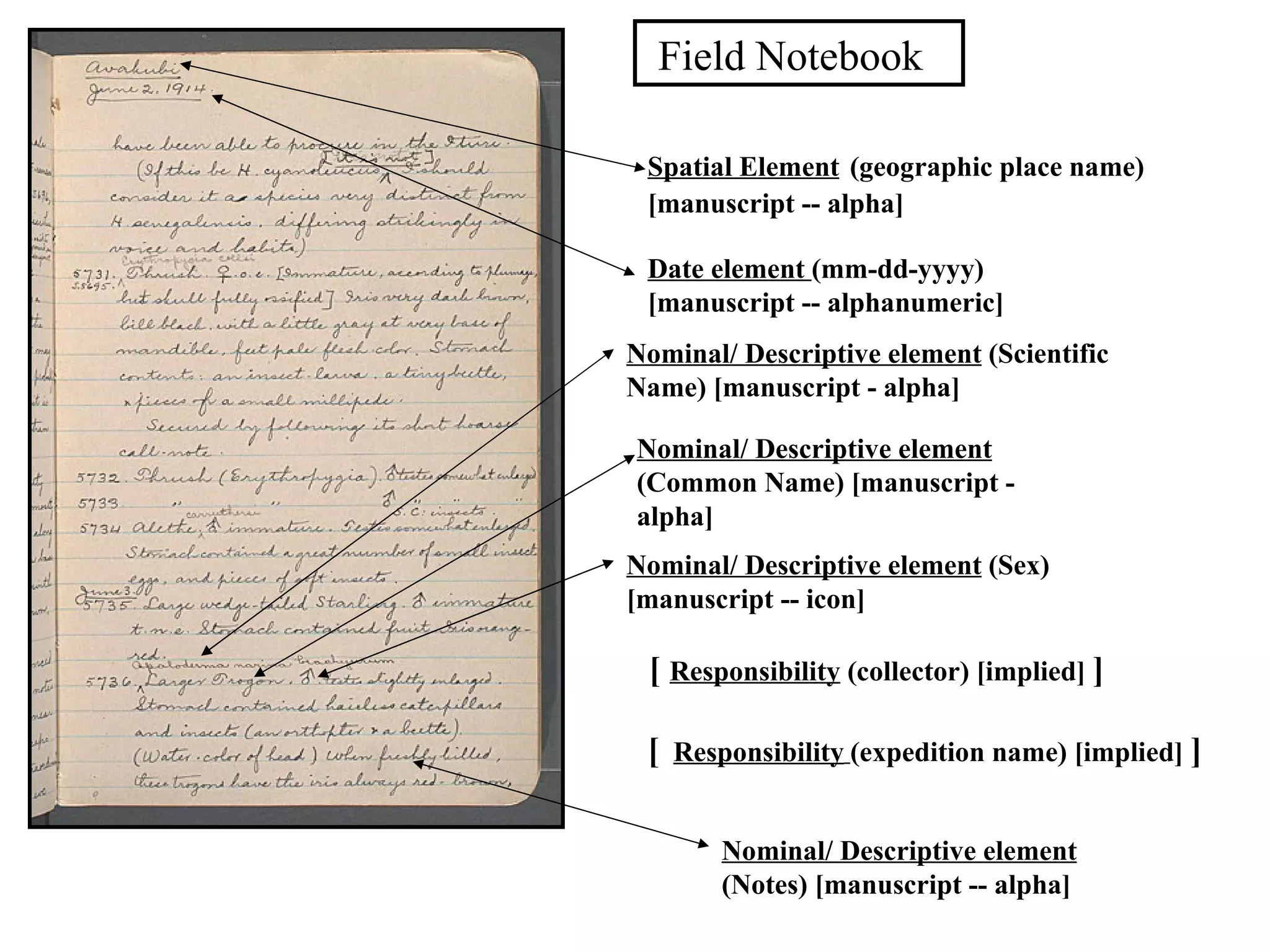 Field Notebook

 Spatial Element (geographic place name)
 [manuscript -- alpha]

 Date element (mm-dd-yyyy)
 [manuscript -- alphanumeric]
Nominal/ Descriptive element (Scientific
Name) [manuscript - alpha]

Nominal/ Descriptive element
(Common Name) [manuscript -
alpha]
Nominal/ Descriptive element (Sex)
[manuscript -- icon]

 [ Responsibility (collector) [implied] ]

 [ Responsibility (expedition name) [implied] ]

       Nominal/ Descriptive element
       (Notes) [manuscript -- alpha]
 