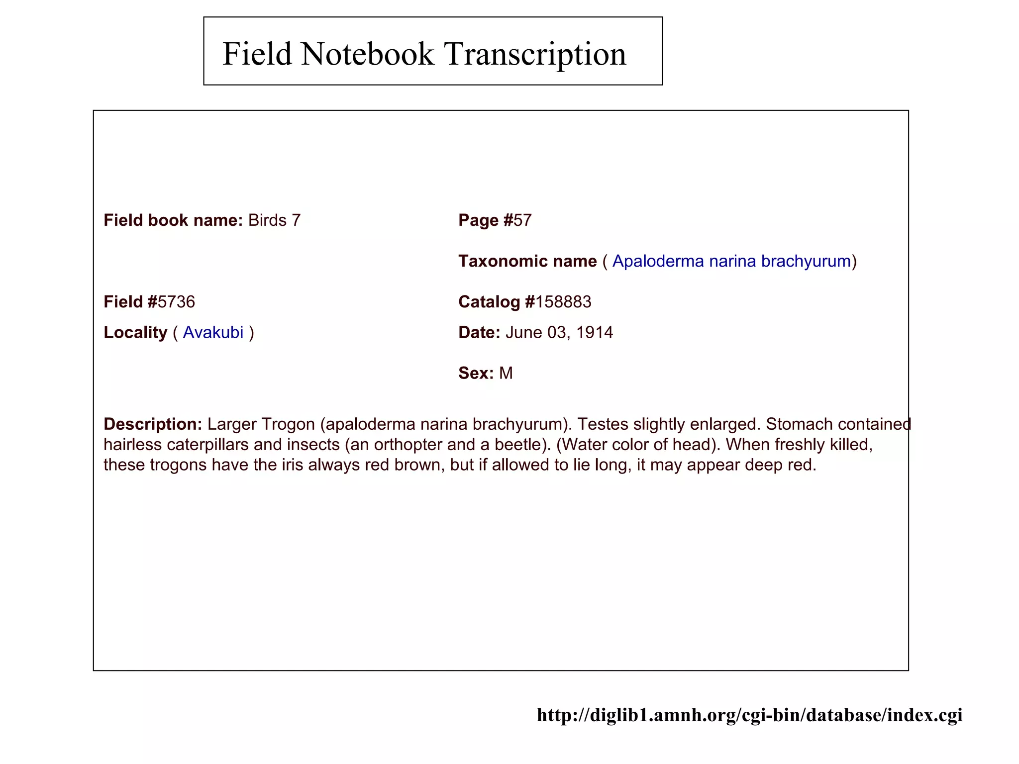 Field Notebook Transcription



Field book name: Birds 7                      Page #57

                                              Taxonomic name ( Apaloderma narina brachyurum)

Field #5736                                   Catalog #158883
Locality ( Avakubi )                          Date: June 03, 1914

                                              Sex: M


Description: Larger Trogon (apaloderma narina brachyurum). Testes slightly enlarged. Stomach contained
hairless caterpillars and insects (an orthopter and a beetle). (Water color of head). When freshly killed,
these trogons have the iris always red brown, but if allowed to lie long, it may appear deep red.




                                                         http://diglib1.amnh.org/cgi-bin/database/index.cgi
 