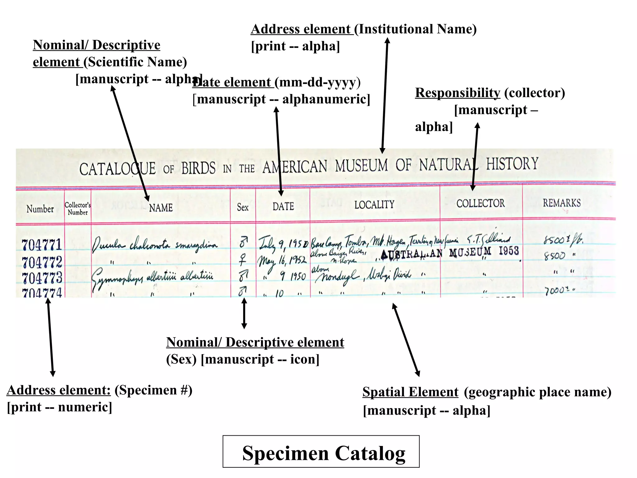 Address element (Institutional Name)
    Nominal/ Descriptive              [print -- alpha]
    element (Scientific Name)
          [manuscript -- alpha] element (mm-dd-yyyy)
                              Date
                              [manuscript -- alphanumeric]      Responsibility (collector)
                                                                      [manuscript –
                                                                alpha]




                         Nominal/ Descriptive element
                         (Sex) [manuscript -- icon]

Address element: (Specimen #)                           Spatial Element (geographic place name)
[print -- numeric]                                      [manuscript -- alpha]


                                     Specimen Catalog
 