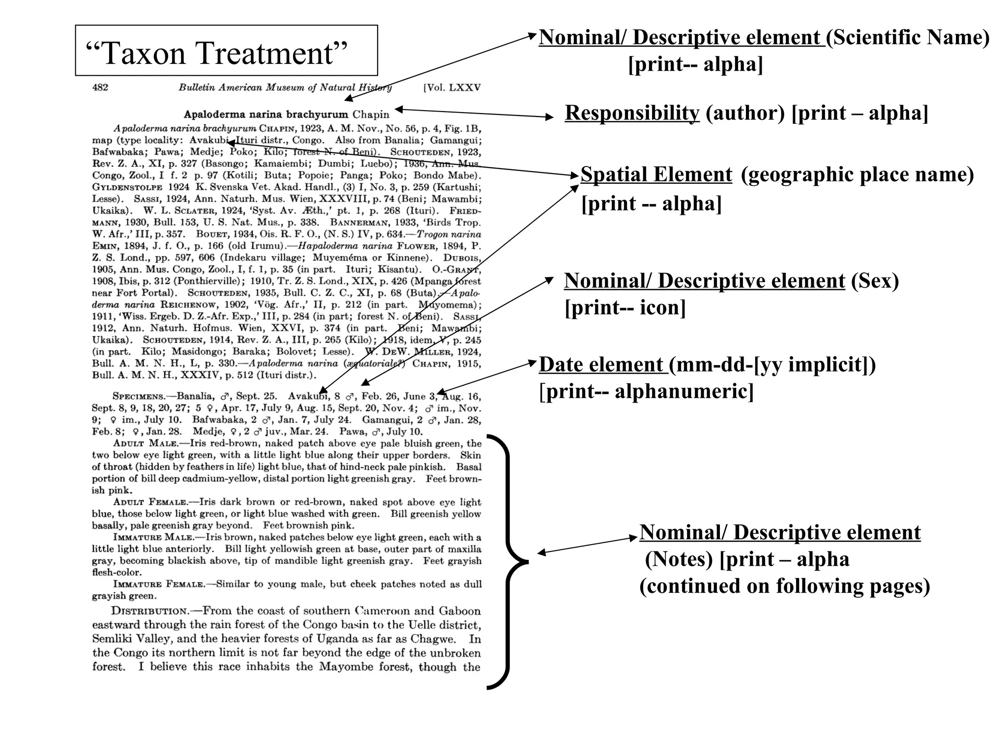 Nominal/ Descriptive element (Scientific Name)
“Taxon Treatment”           [print-- alpha]

                      Responsibility (author) [print – alpha]

                        Spatial Element (geographic place name)
                        [print -- alpha]


                      Nominal/ Descriptive element (Sex)
                      [print-- icon]

                    Date element (mm-dd-[yy implicit])
                    [print-- alphanumeric]




                              Nominal/ Descriptive element
                               (Notes) [print – alpha
                              (continued on following pages)
 