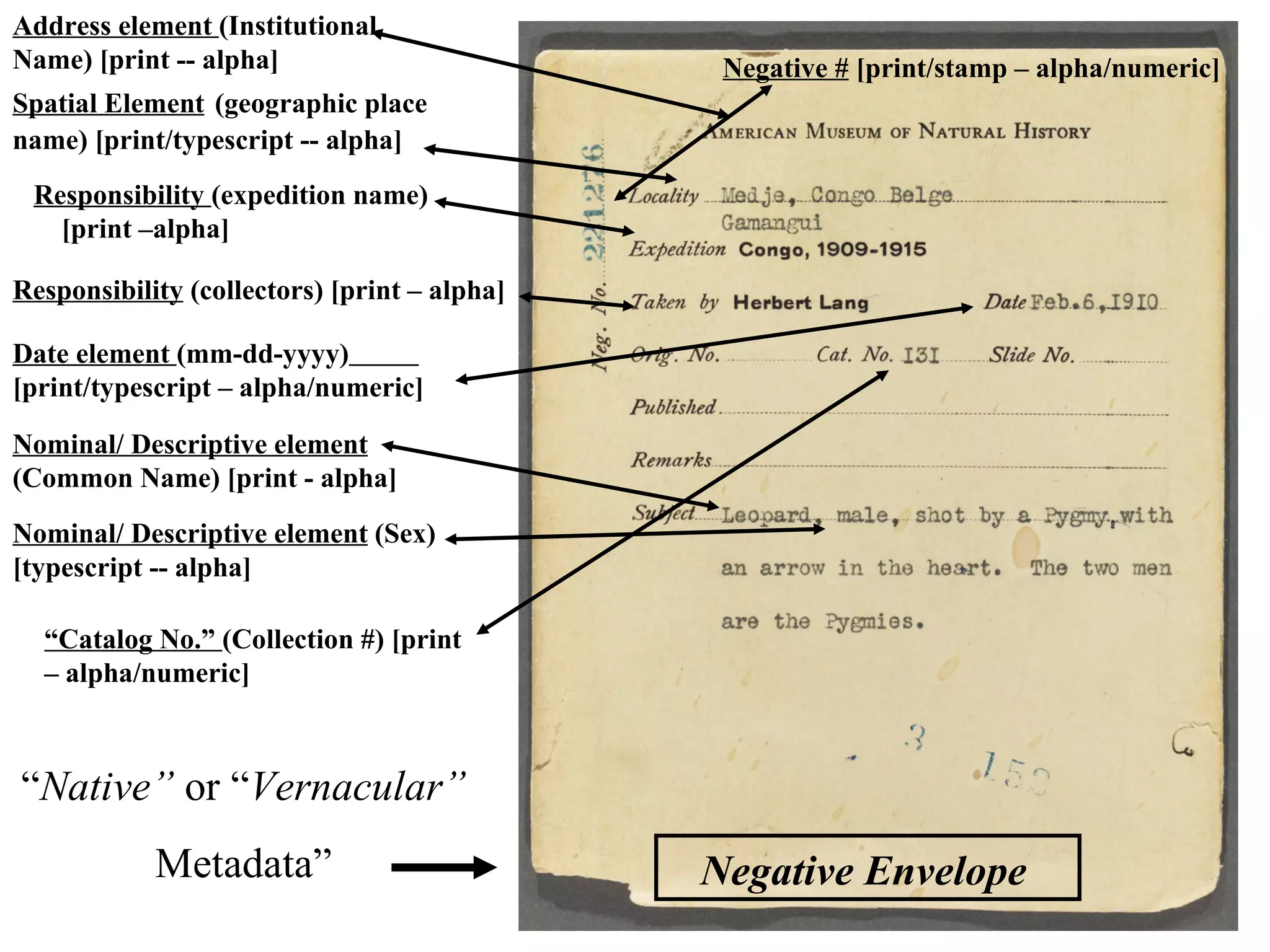 Address element (Institutional
Name) [print -- alpha]                         Negative # [print/stamp – alpha/numeric]
Spatial Element (geographic place
name) [print/typescript -- alpha]
 Responsibility (expedition name)
   [print –alpha]

Responsibility (collectors) [print – alpha]

Date element (mm-dd-yyyy)
[print/typescript – alpha/numeric]

Nominal/ Descriptive element
(Common Name) [print - alpha]
Nominal/ Descriptive element (Sex)
[typescript -- alpha]

  “Catalog No.” (Collection #) [print
  – alpha/numeric]



“Native” or “Vernacular”
            Metadata”                         Negative Envelope
 