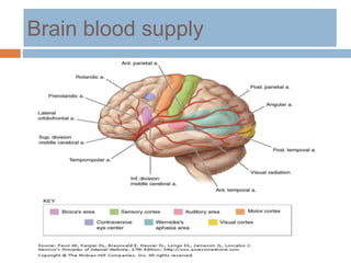 Brain blood supply
 