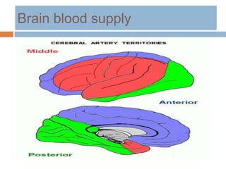 Brain blood supply
 