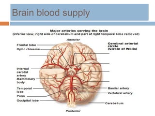 Brain blood supply
 