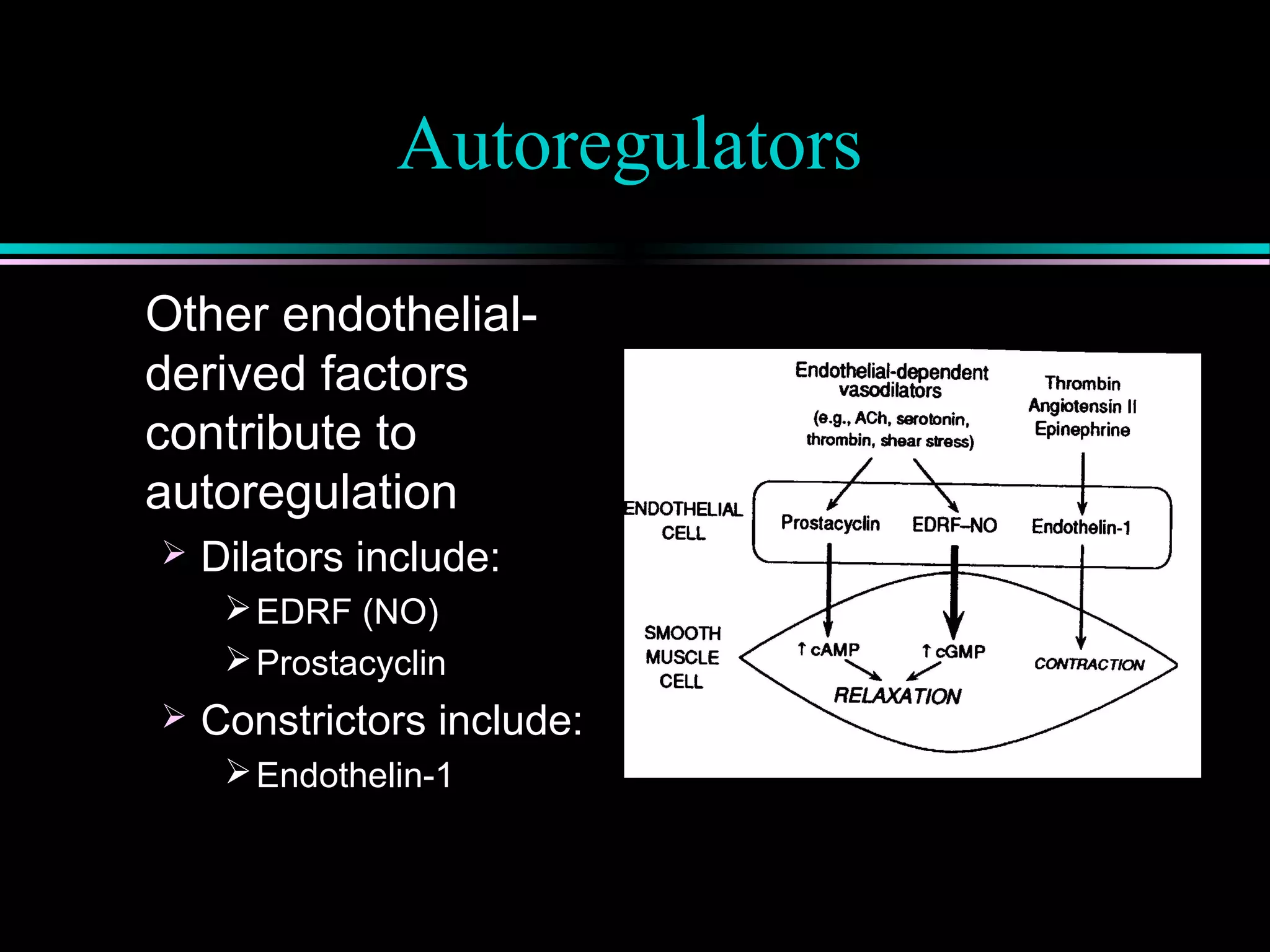 Autoregulators
Other endothelial-
derived factors
contribute to
autoregulation
 Dilators include:
EDRF (NO)
Prostacyclin
 Constrictors include:
Endothelin-1
 